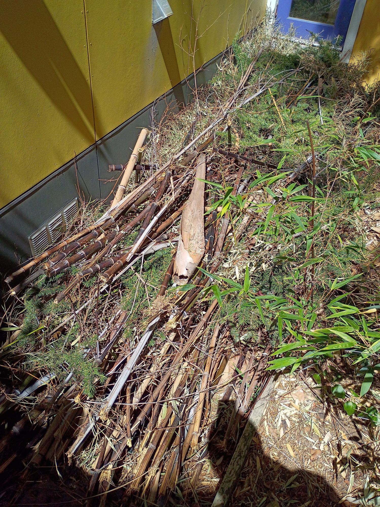 bamboo cleanup before 1